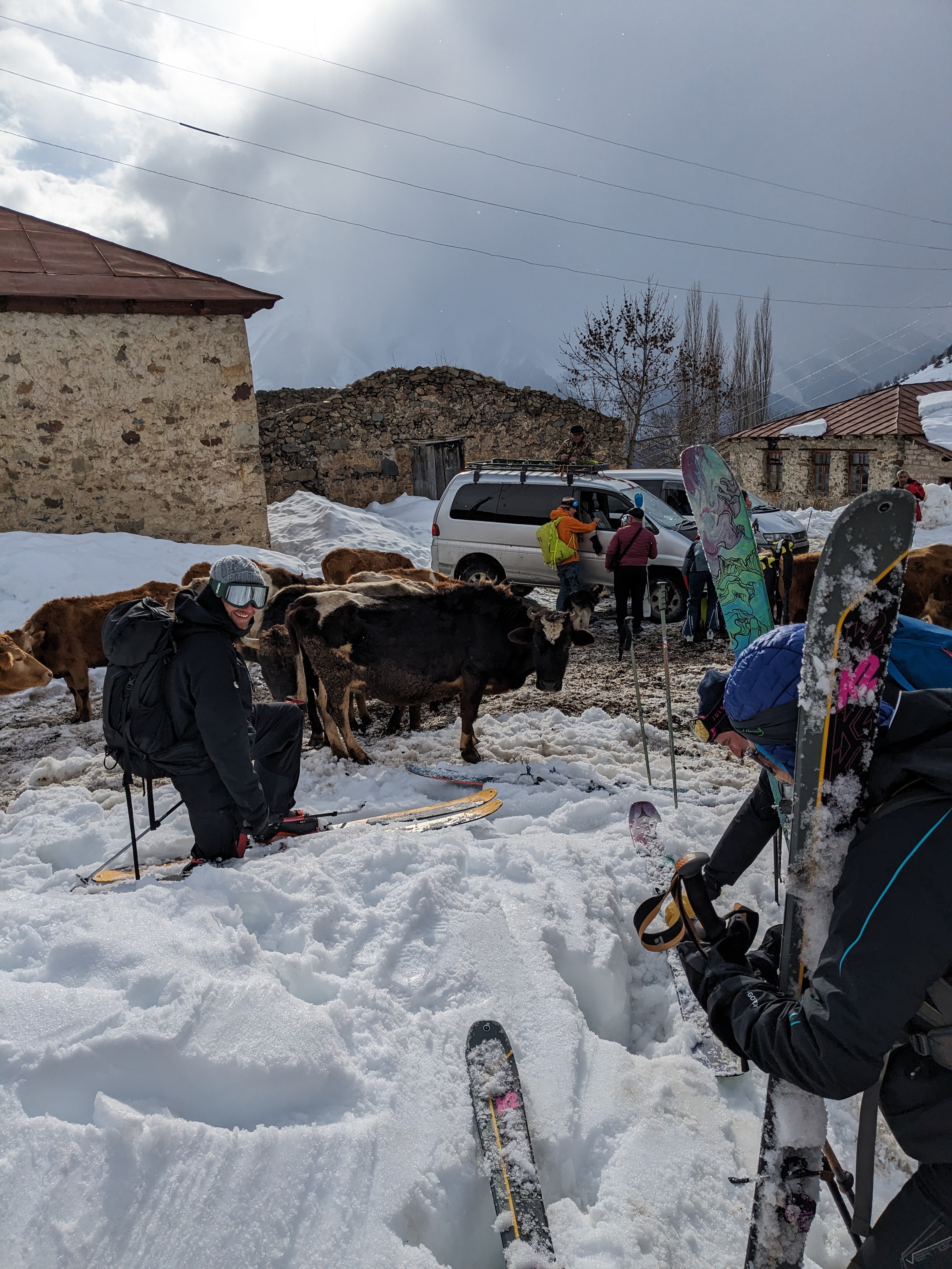 cows gather around vehicles as skiers transition